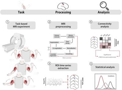 The role of ipsilateral motor network in upper limb movement